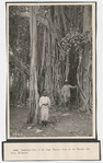 One of the huge Banyan trees in the Parade Gardens, Kingston, Jamaica