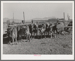 Herd of dairy cows. Box Elder County, Utah