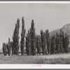 Lombardy poplars. Box Elder County, Utah