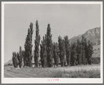 Lombardy poplars. Box Elder County, Utah