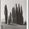 Lombardy poplars. Box Elder County, Utah