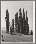 Lombardy poplars. Box Elder County, Utah