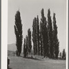 Lombardy poplars. Box Elder County, Utah
