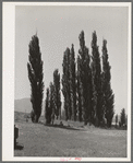 Lombardy poplars. Box Elder County, Utah