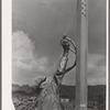 Workmen spraying a bridge with silver paint. Sapinero, Colorado