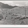 Driving sheep to Cimarron, Colorado, for shipping to Denver, Colorado