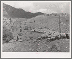 Driving sheep to Cimarron, Colorado, for shipping to Denver, Colorado