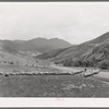 Driving fat lambs to Cimarron, Colorado, for shipping to Denver, Colorado