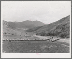Driving fat lambs to Cimarron, Colorado, for shipping to Denver, Colorado
