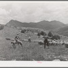 Driving fat lambs to Cimarron, Colorado, for shipping to Denver, Colorado
