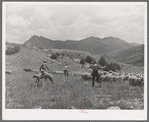 Driving fat lambs to Cimarron, Colorado, for shipping to Denver, Colorado