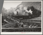 Loading fat lambs on narrow gauge railway for shipment to Denver market. Cimarron, Colorado