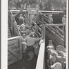 Loading fat lambs on narrow gauge railway for shipment to Denver market. Cimarron, Colorado