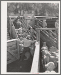 Loading fat lambs on narrow gauge railway for shipment to Denver market. Cimarron, Colorado