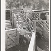 Loading fat lambs on narrow gauge railway cars. Cimarron, Colorado