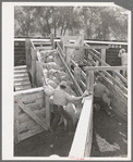 Loading fat lambs on narrow gauge railway cars. Cimarron, Colorado
