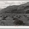 Hay is one of the main crops of the Uncompahgre River Valley, Ouray County, Colorado. In this section ranching is the principal farm type and hay is grown for winter feed