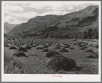 Hay is one of the main crops of the Uncompahgre River Valley, Ouray County, Colorado. In this section ranching is the principal farm type and hay is grown for winter feed