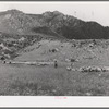 Driving fat lambs to Cimarron, Colorado, for shipment to Denver, Colorado
