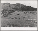 Driving fat lambs to Cimarron, Colorado, for shipment to Denver, Colorado