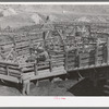 Pens full of fat lambs ready for shipping. Cimarron, Colorado