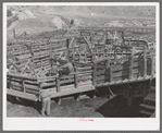 Pens full of fat lambs ready for shipping. Cimarron, Colorado