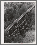 Trestle of narrow gauge railroad near Ophir, Colorado
