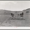 Piling hay with pusher in the Uncompahgre River Valley. Ouray County, Colorado