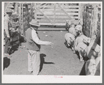 Counting fat lambs as they are being driven into corrals for loading onto trains. Cimarron, Colorado