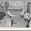 Counting fat lambs as they are being driven into corrals for loading onto trains. Cimarron, Colorado