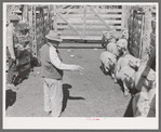Counting fat lambs as they are being driven into corrals for loading onto trains. Cimarron, Colorado