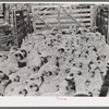 Fat lambs in corral at Cimarron, Colorado