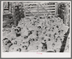 Fat lambs in corral at Cimarron, Colorado