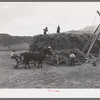 Pushing load of hay onto hay stacker. Ouray County, Colorado