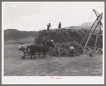 Pushing load of hay onto hay stacker. Ouray County, Colorado