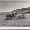 Gathering hay with pusher. Ouray County, Colorado