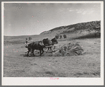 Gathering hay with pusher. Ouray County, Colorado