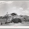 Stacking hay. Ouray County, Colorado