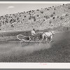 The duster of the Allen Valley Duster Association dusting alfalfa. Sanpete County, Utah