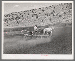 The duster of the Allen Valley Duster Association dusting alfalfa. Sanpete County, Utah