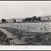 Irrigated farm. Montrose County, Colorado