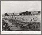 Irrigated farm. Montrose County, Colorado