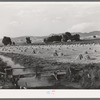 Irrigated farm. Montrose County, Colorado