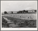 Irrigated farm. Montrose County, Colorado