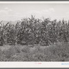 Corn near alfalfa field. Cornish, Utah