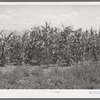 Corn near alfalfa field. Cornish, Utah