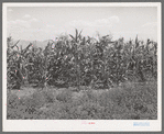 Corn near alfalfa field. Cornish, Utah