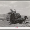 Pitching hay on farm. Cornish, Utah