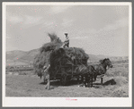 Pitching hay on farm. Cornish, Utah