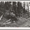 Rotting logs. During the early mining development, logs were cut lavishly for use in mine and mill construction and the surplus logs were left to rot where they fell. Ouray County, Colorado